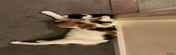 Domestic Shorthair cats for sale: Domestic Shorthairs - 6 Left - Advert 2