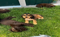 Cocker Spaniel dogs for sale: Show type cocker spaniel puppies  - Image 6