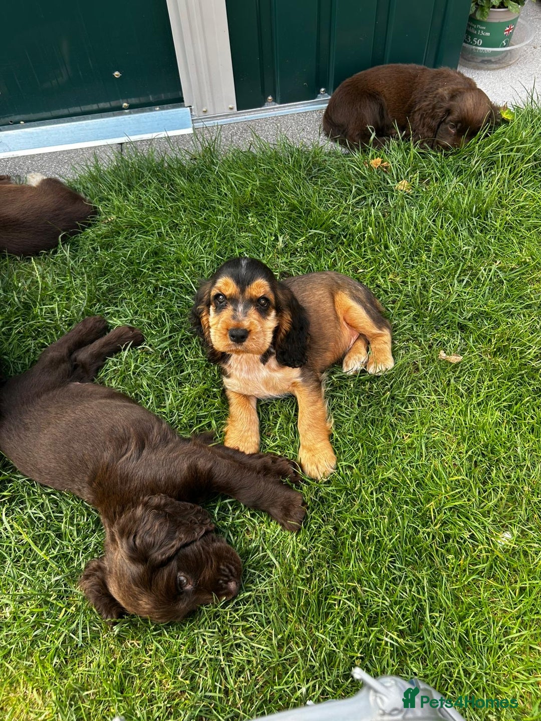 Cocker Spaniel dogs for sale: Show type cocker spaniel puppies  - Image 6