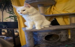 Maine Coon cats for sale: Maincoon  - Image 2