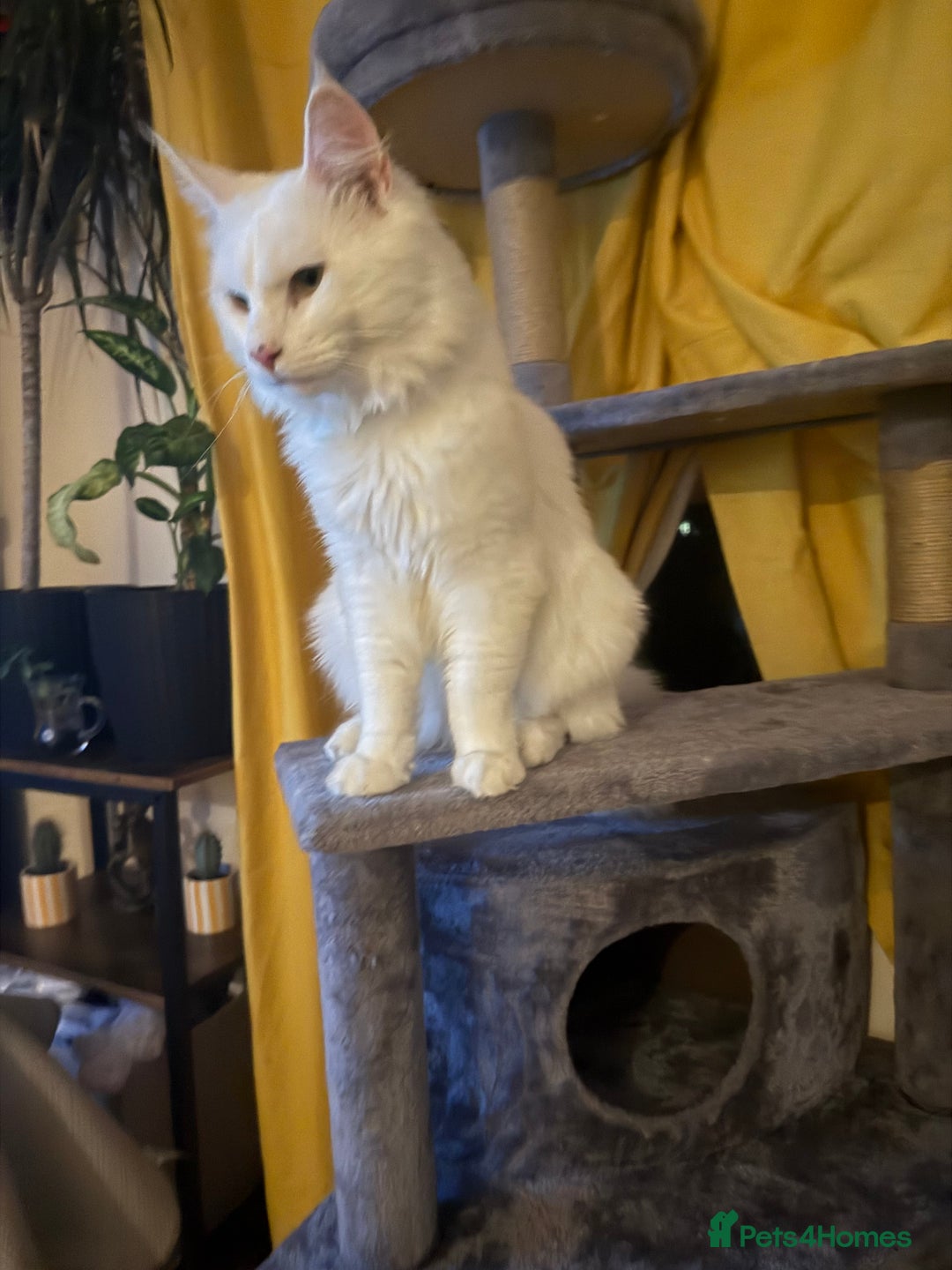 Maine Coon cats for sale: Maincoon  - Image 2