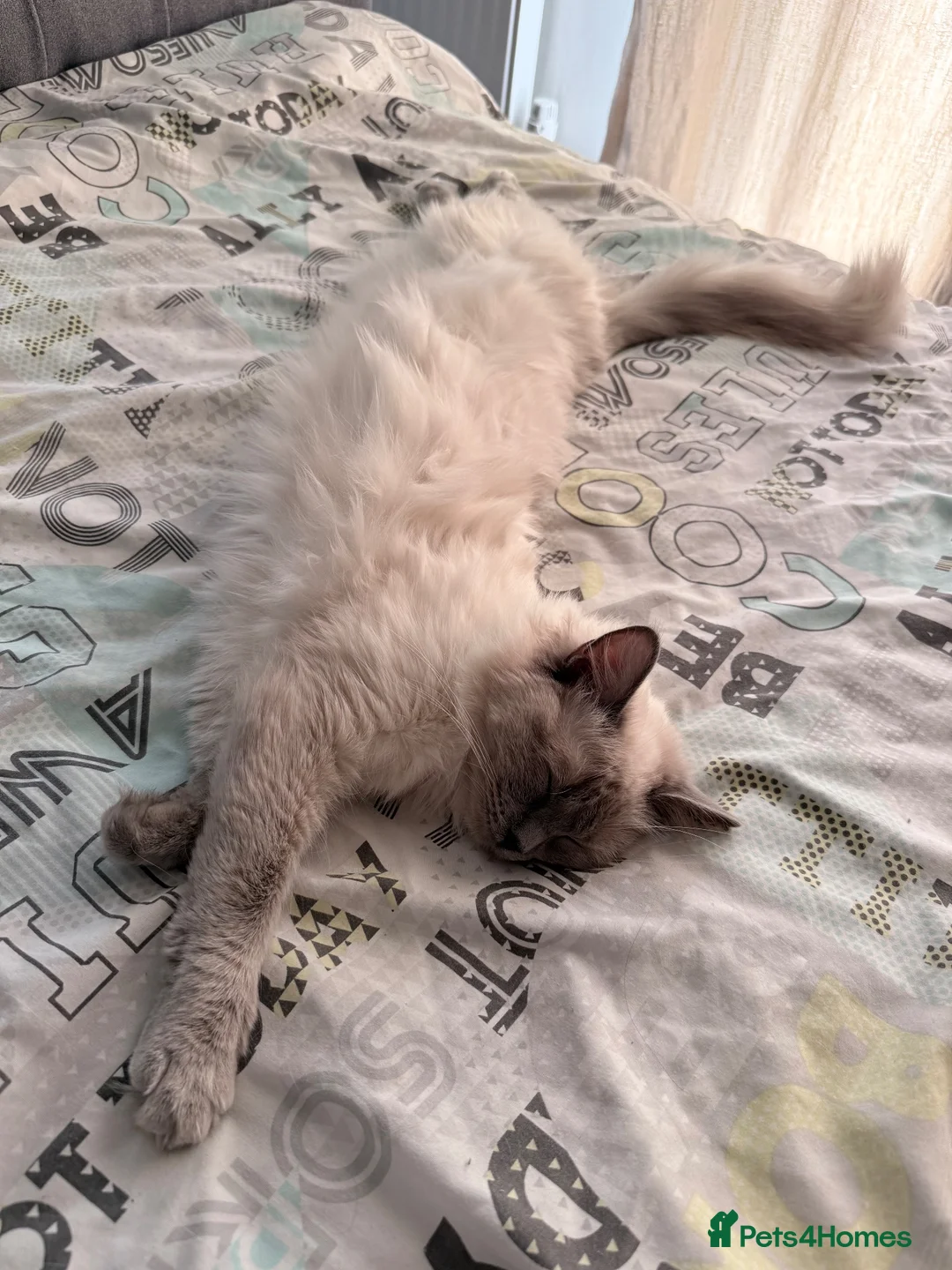 Ragdoll cats for sale: Kiki  - Advert 8