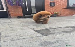 Tibetan Mastiff dogs for sale: Chinese Tibetan mastiff pups  - Image 13