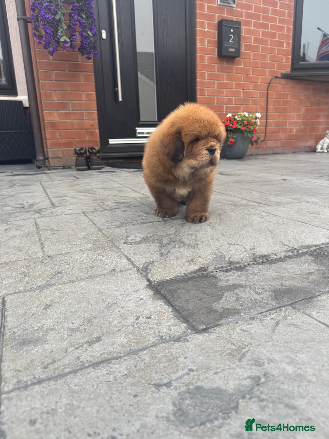 Tibetan Mastiff dogs for sale: Chinese Tibetan mastiff pups  - Image 13