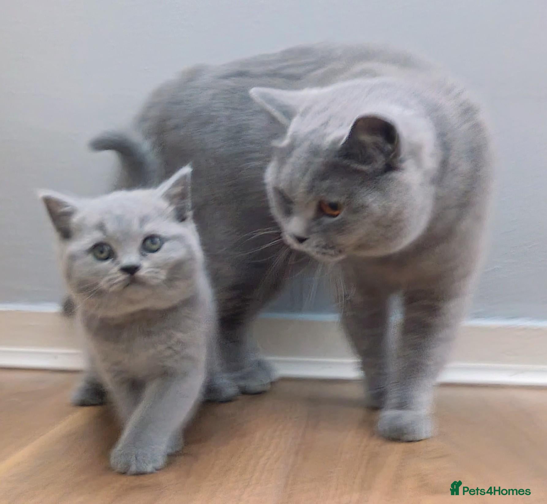 British Shorthair cats Beauty Blue Boy  - Advert 4
