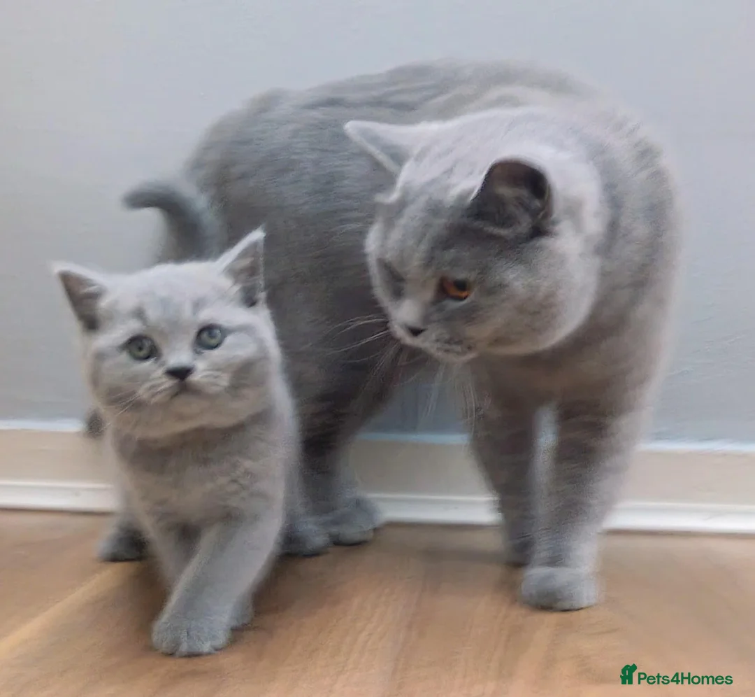 British Shorthair cats for sale: Beauty Blue Boy  - Advert 2