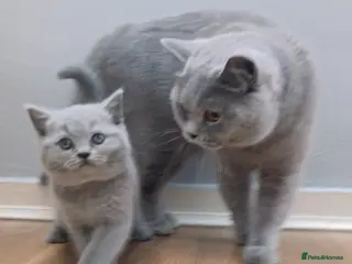 British Shorthair cats Beauty Blue Boy - Advert 4