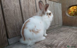 Mixed Breed rabbits for sale: Very pretty soft fluffy bunnies - Image 27