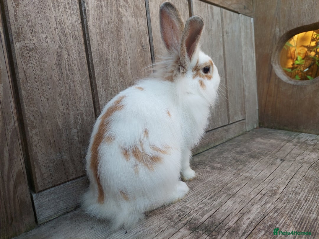 Mixed Breed rabbits for sale: Very pretty soft fluffy bunnies - Image 27
