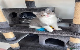 British Shorthair cats for sale: British Shorthair Boy 😻 - Image 1