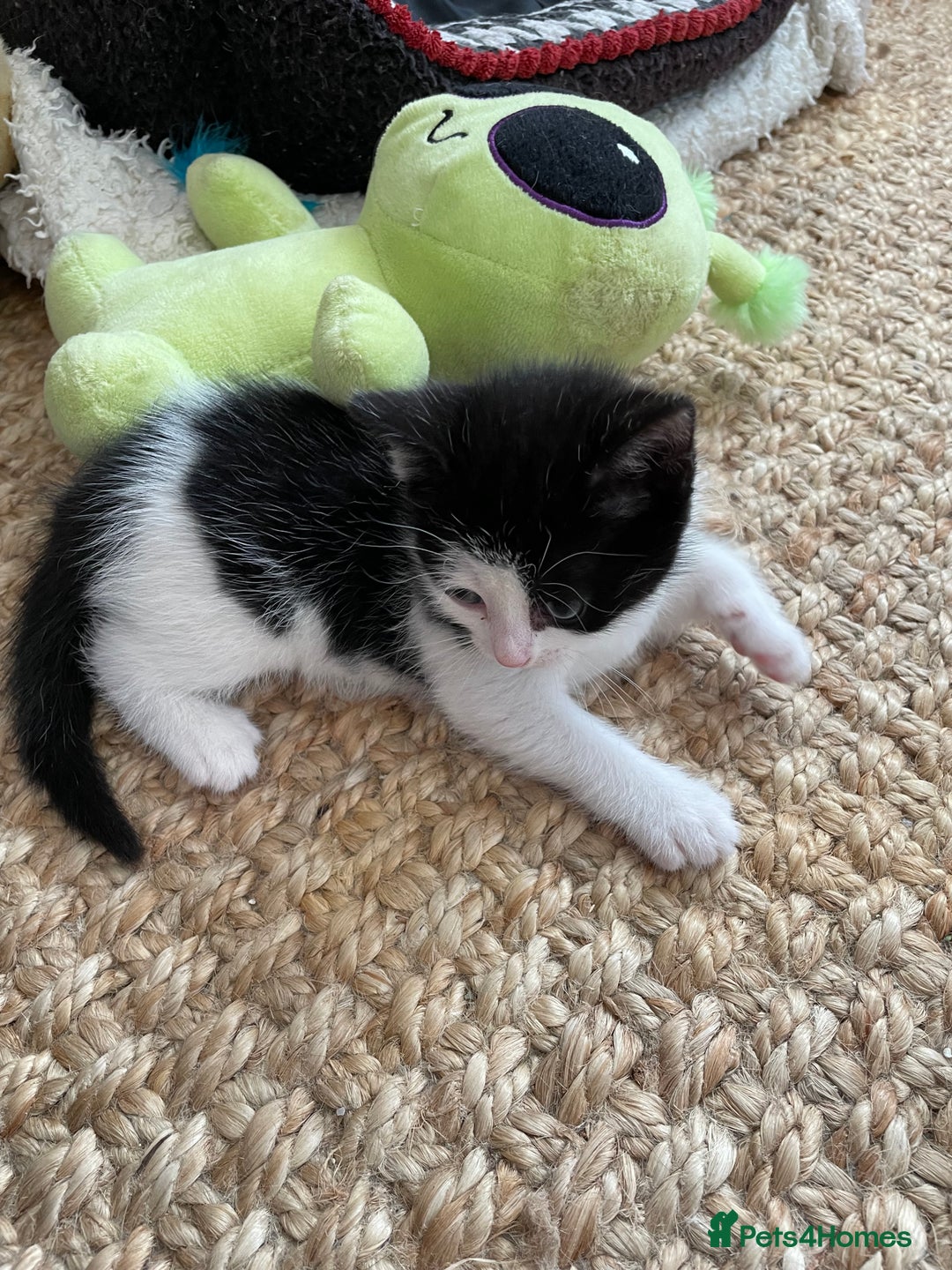 Mixed Breed cats for sale: Beautiful kittens - Image 5