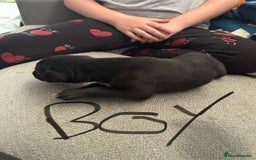 Lurcher dogs for sale: Collie,whippet,greyhound/saluki,bull,greyhound  - Image 9