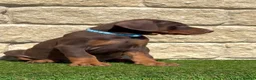 Dobermann dogs for sale: Full European Pedigree Dobermans in Maldon - Advert 4