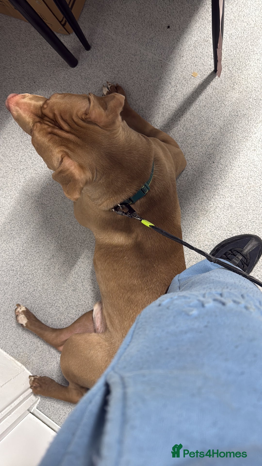 Mixed Breed dogs for sale: Red nose American Pit Bull / Staffy - Advert 3