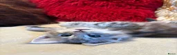 Maine Coon cats for sale: 🐾 beautiful maine coon kittens  - Advert 12