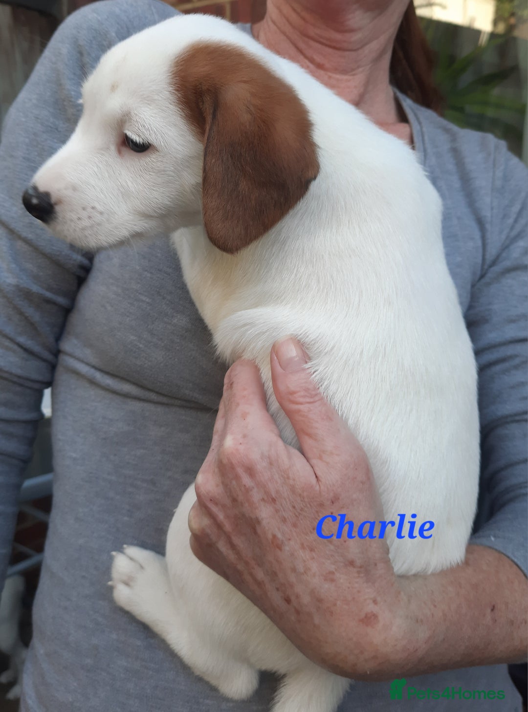 Jack Russell dogs for sale: Beautiful Jack Russel puppies - Image 5