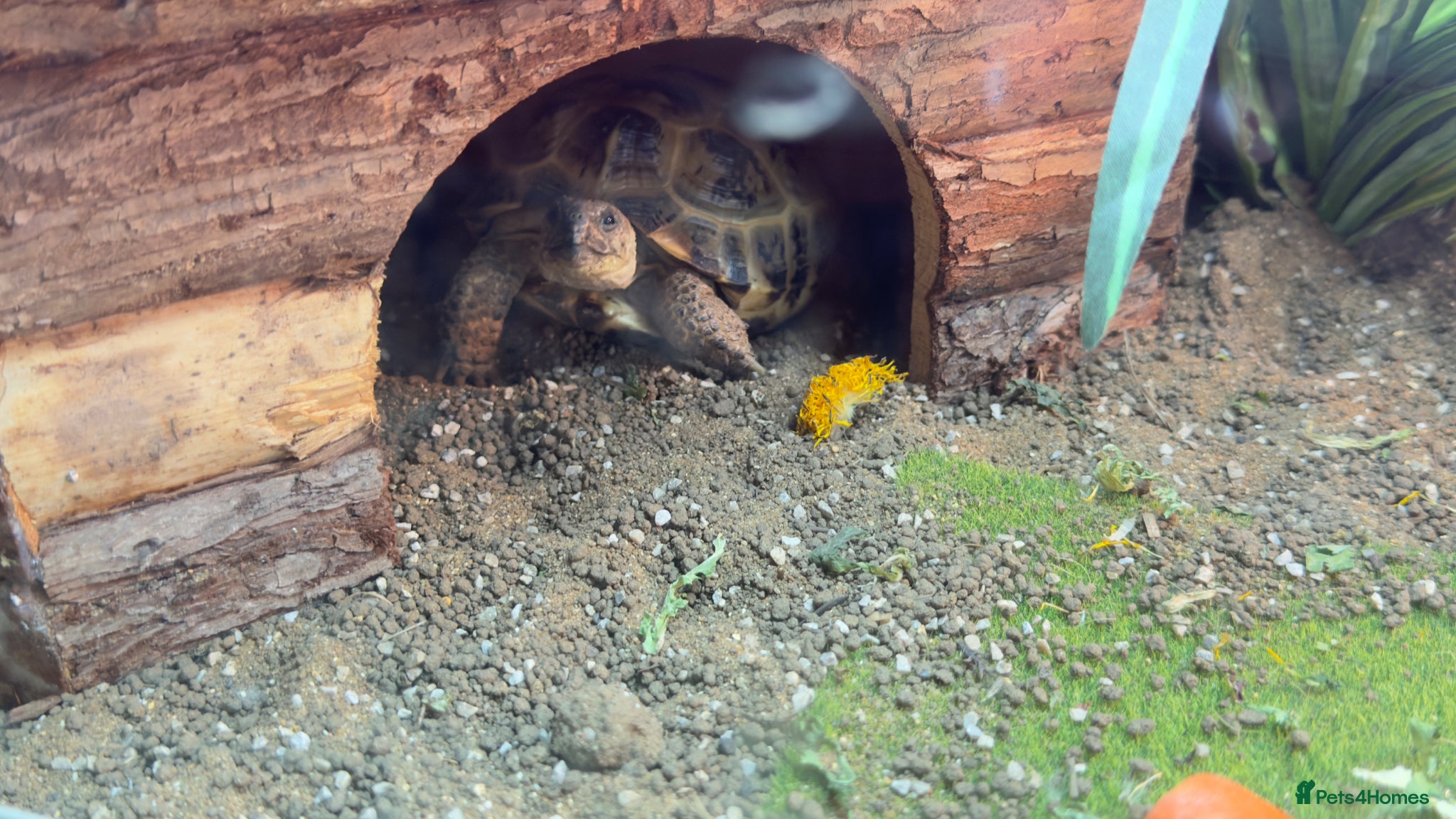 Tortoise reptiles Horsefield tortoise  - Advert 3