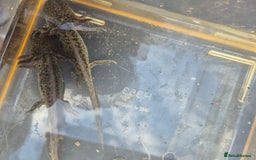 Other/Mixed Breed fish for sale: Axolotl - Image 1