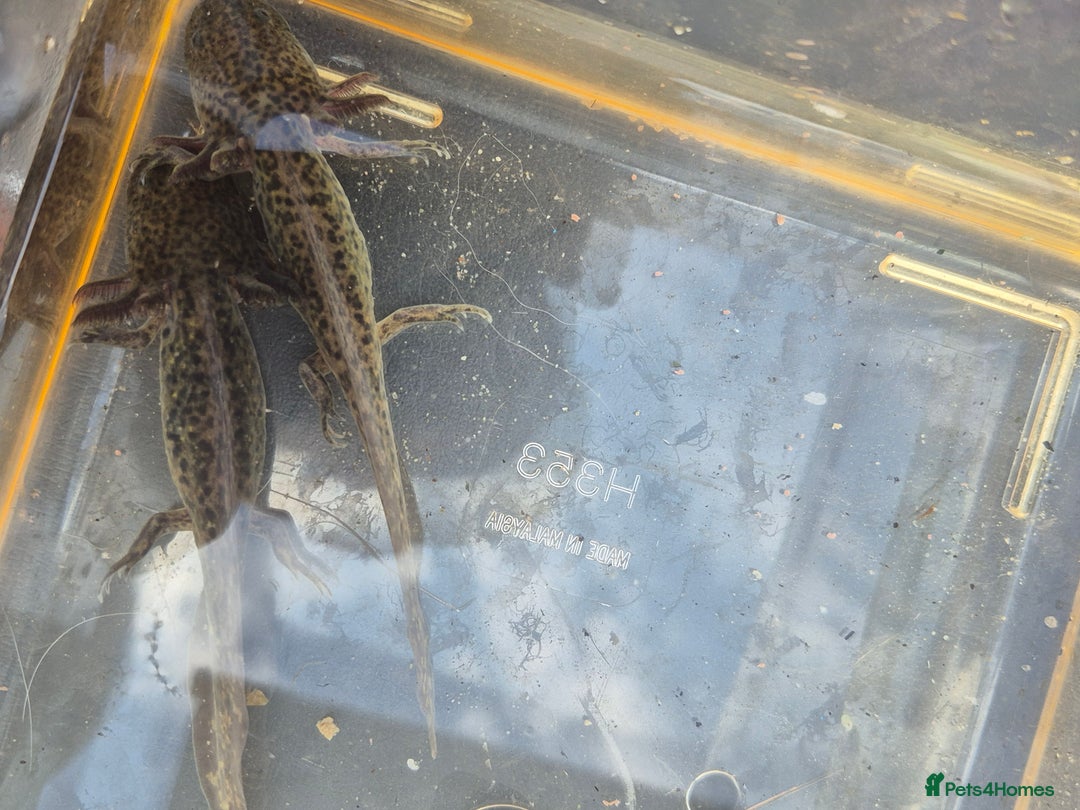 Other/Mixed Breed fish for sale: Axolotl - Image 1