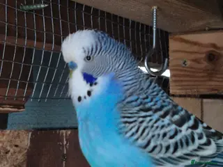 Budgerigars birds Budgie - Advert 4