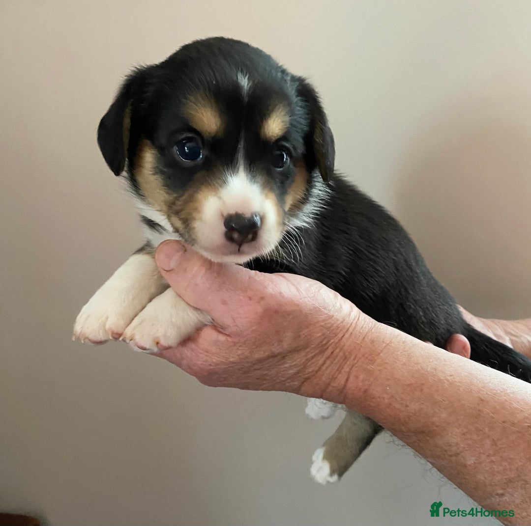 Welsh Corgi Cardigan dogs for sale: WELSH CARDIGAN CORGI BABIES - Advert 37