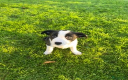 Border Collie dogs for sale: 2 Border Collie Pups for Sale (both bitches)  - Image 11