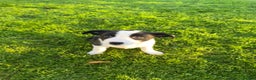 Border Collie dogs for sale: 2 Border Collie Pups for Sale (both bitches)  - Advert 11