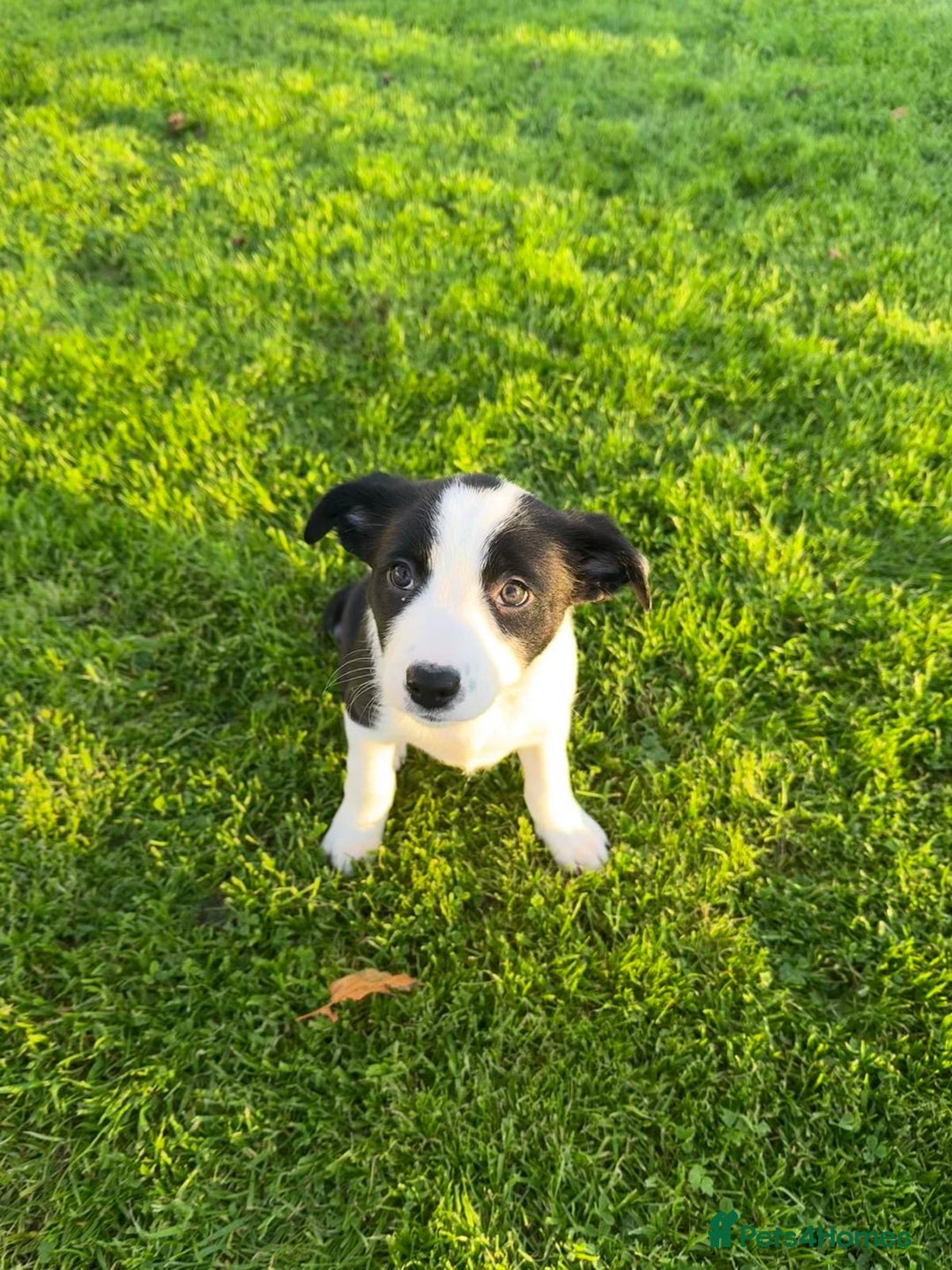 Border Collie dogs for sale: 2 Border Collie Pups for Sale (both bitches)  - Image 11