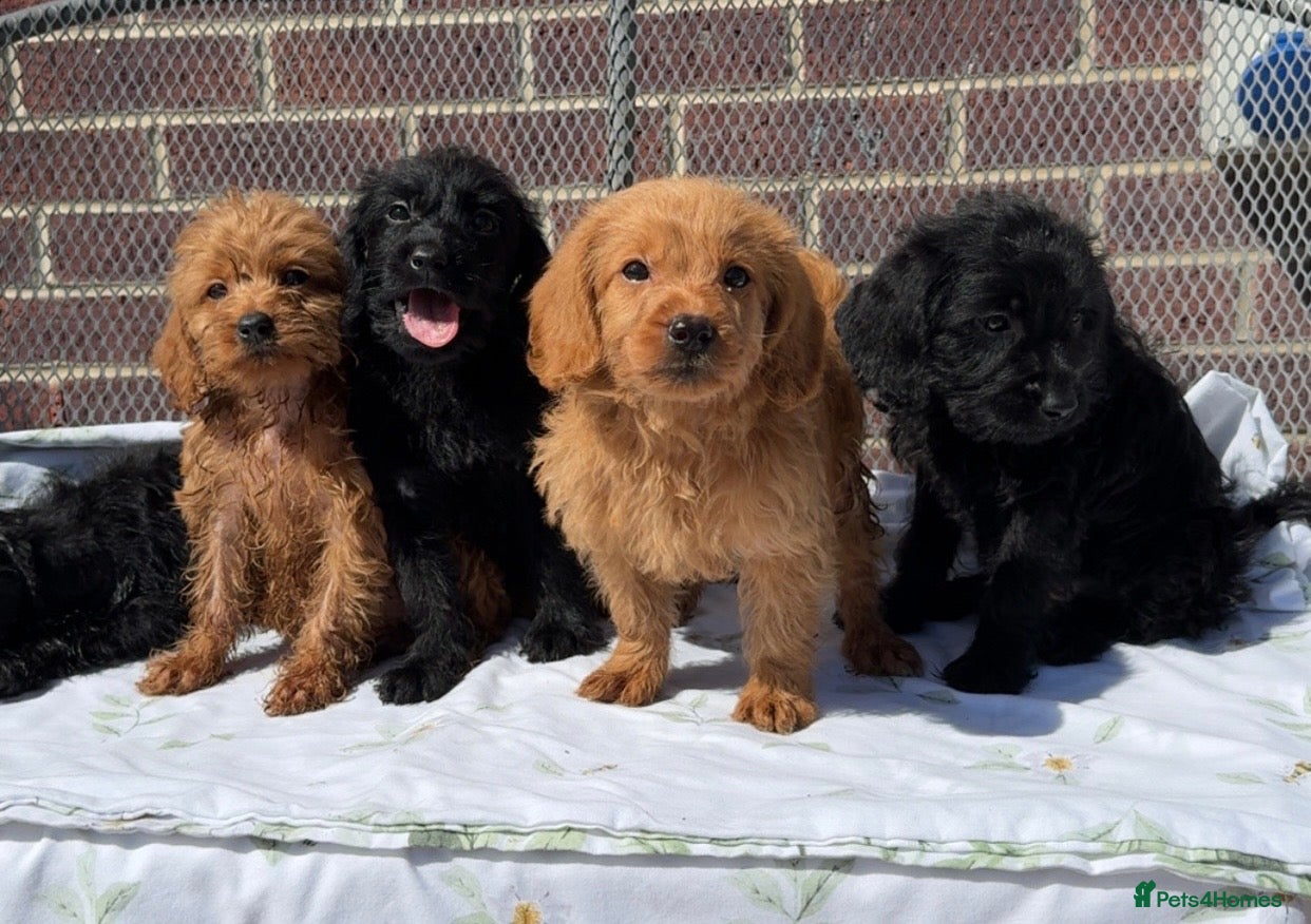 miniature chocolate labradoodle
