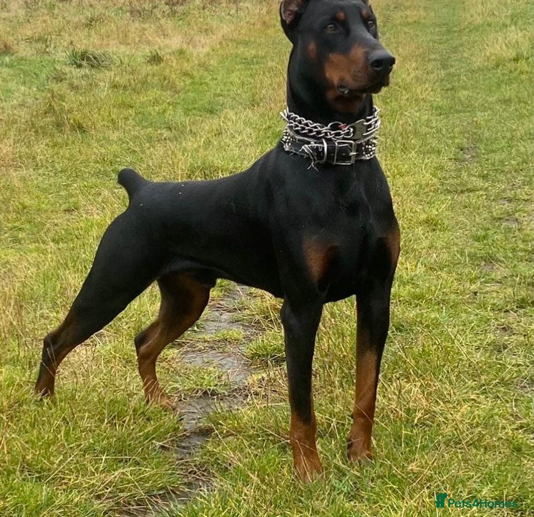 Dobermann dogs for sale: F1b working dobermann puppies - Image 3