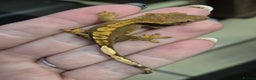 Gecko reptiles for sale: crested geckos, leopard geckos - Advert 10
