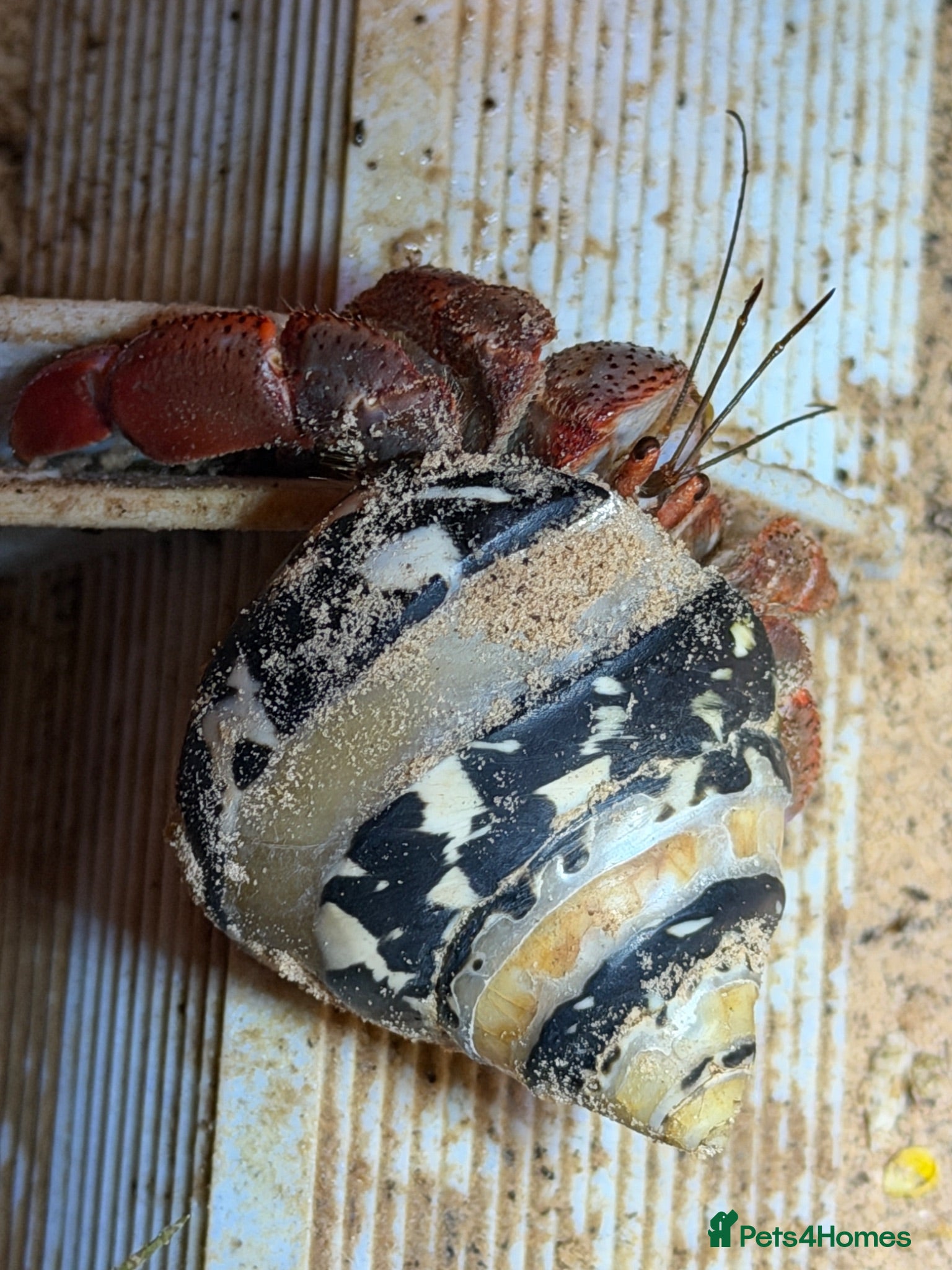 Crabs invertebrates Two Purple Pincher Hermit Crabs + Habitat  - Advert 1