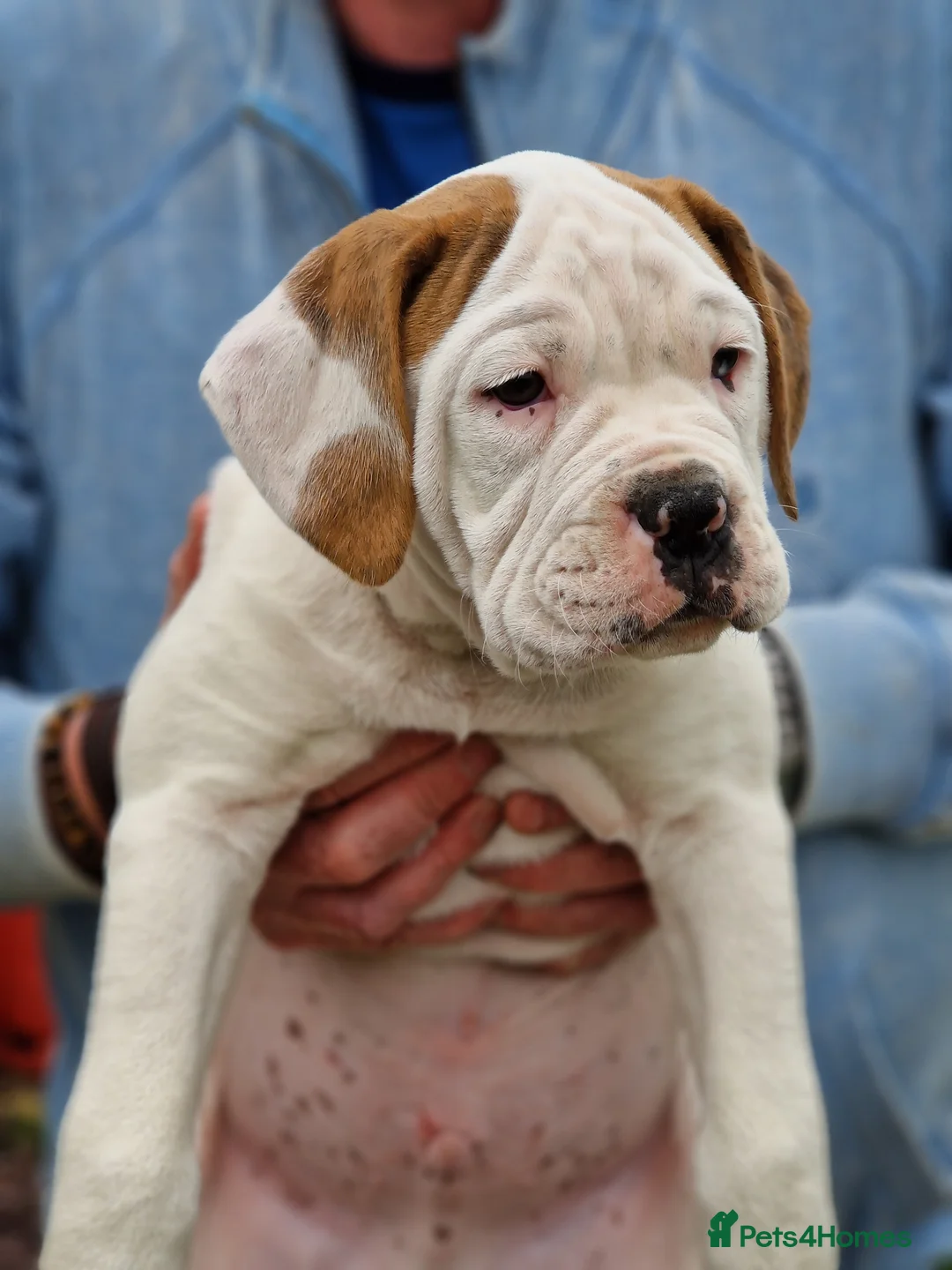 Mixed Breed dogs for sale: Boxer cross Olde English Bull Dog mix puppies  - Advert 25