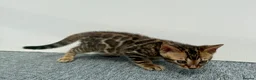 Bengal cats for sale: 🐾 Gorgeous Pure Breed Bengal Boy Kitten 🐾 - Advert 5