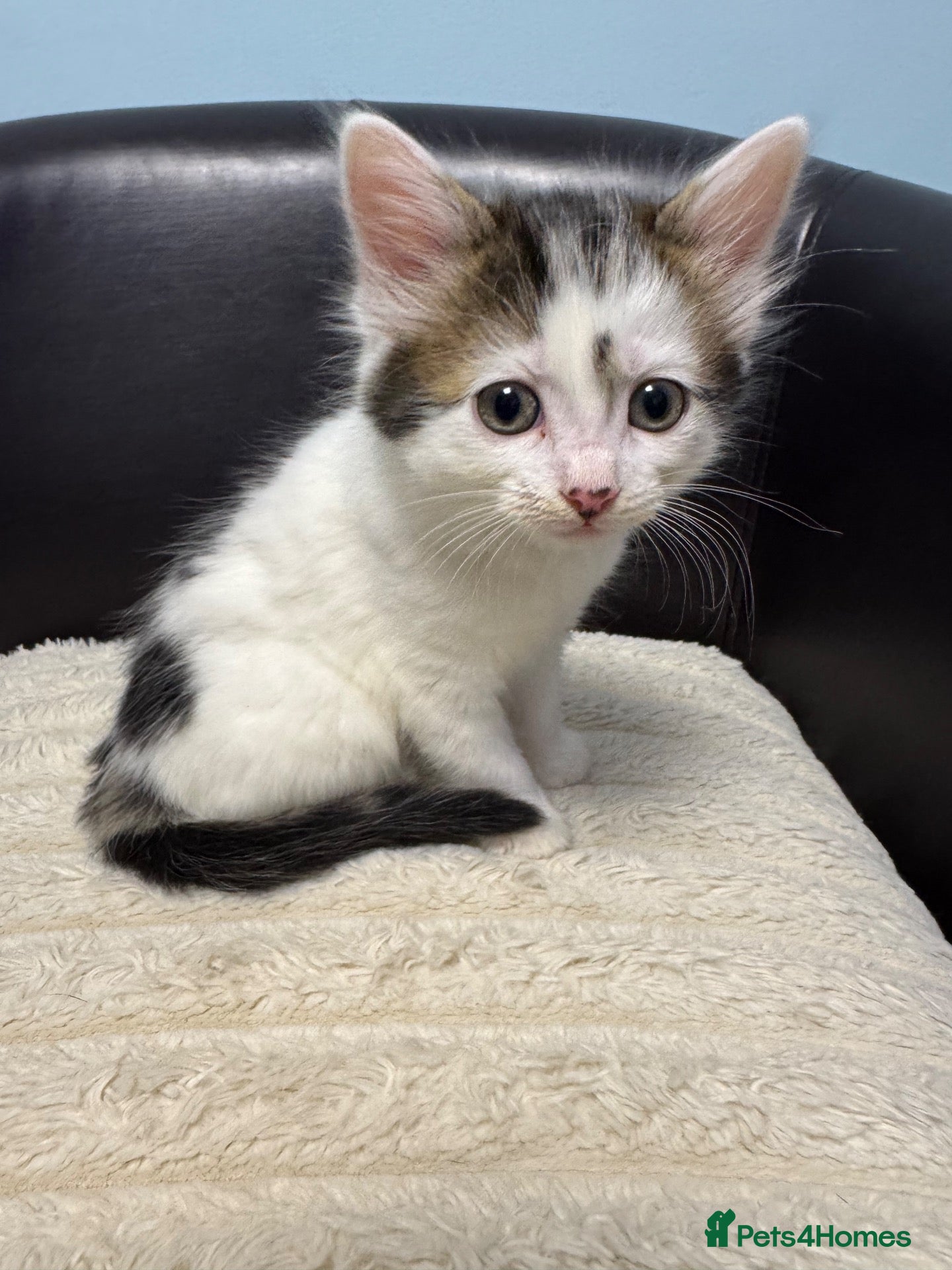 Domestic Shorthair cats Friendly Kittens Looking for Their Forever Homes  - Advert 11