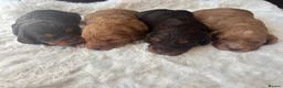 Cavapoo dogs for sale: Extremely health tested Cavapoo puppies  - Advert 11