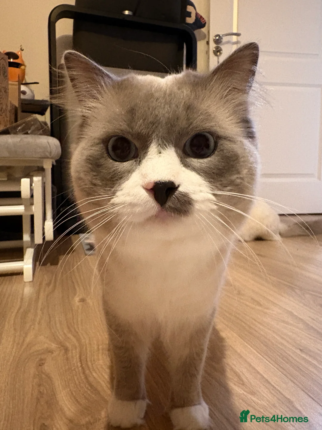 Ragdoll cats for stud: Pure Ragdoll Stud Available  in Newry - Advert 4