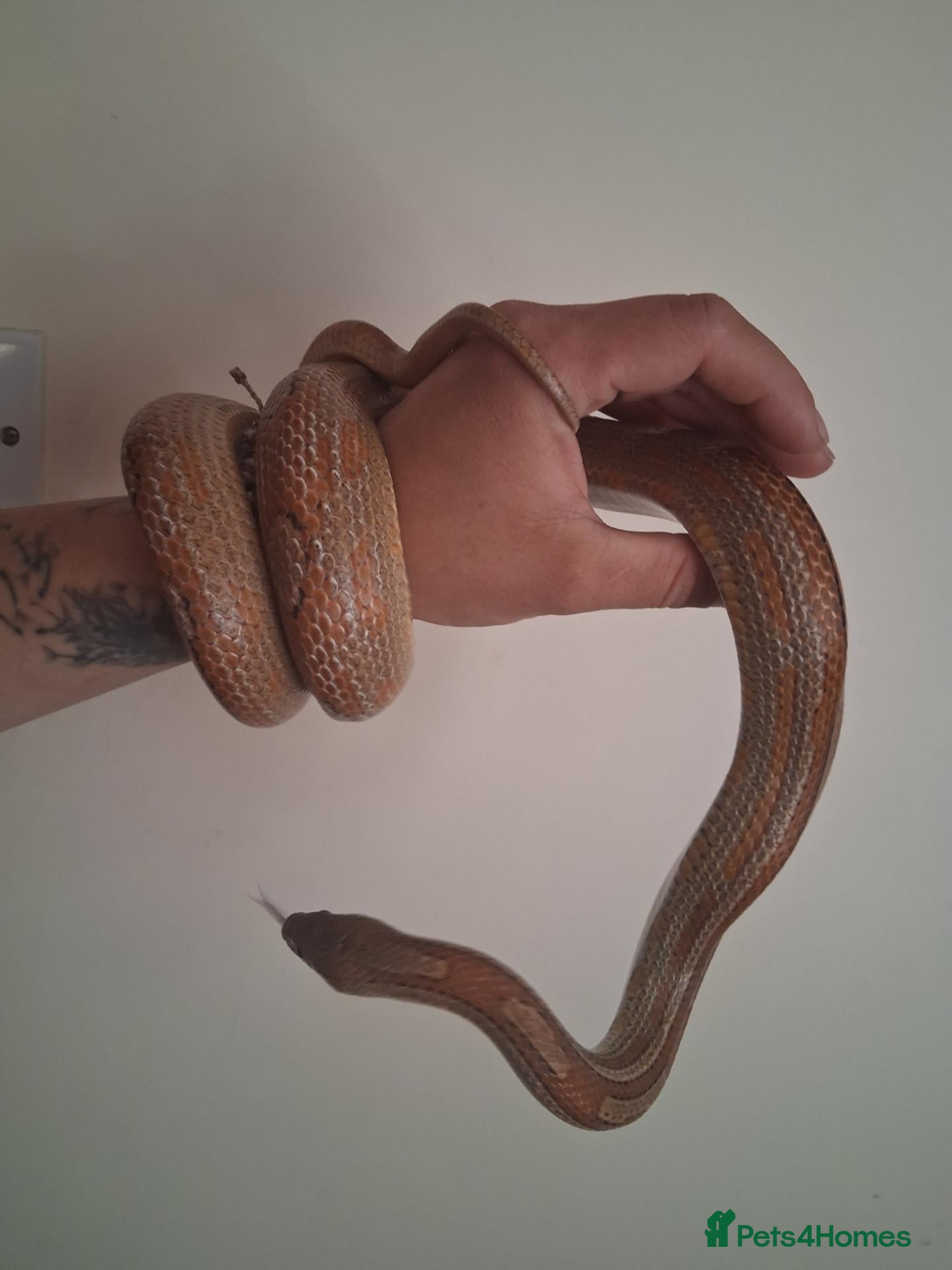 Corn Snake reptiles Adult male corn snake with 2 vivariums - Advert 1
