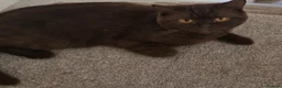 British Shorthair cats for sale: Chocolate girl British Shorthair - Advert 4