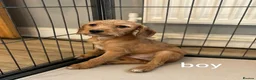 Jackapoo dogs for sale: Jackapoo Puppies Ready Now - Advert 6