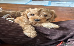 Cockapoo dogs for sale: Adorable Cockapoo Puppies  - Image 14