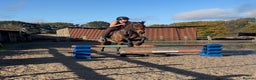 English Thoroughbred horses for sale: Super safe alrounder gelding  - Advert 17