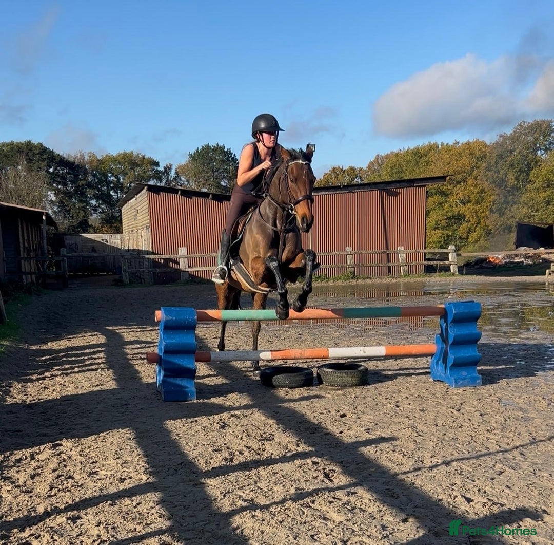 English Thoroughbred horses for sale: Super safe alrounder gelding  - Advert 17