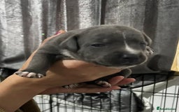Staffordshire Bull Terrier dogs for sale: Staffordshire bull terrier puppies - Image 13