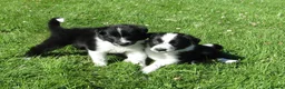 Border Collie dogs for sale: 5 Beautiful Border Collie Puppies  - Advert 34