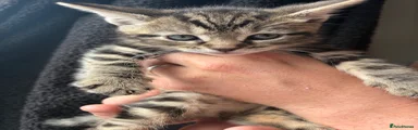 Tabby girl 2