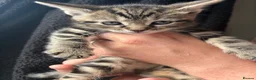Mixed Breed cats for sale: Beautiful litter of kittens  - Advert 4