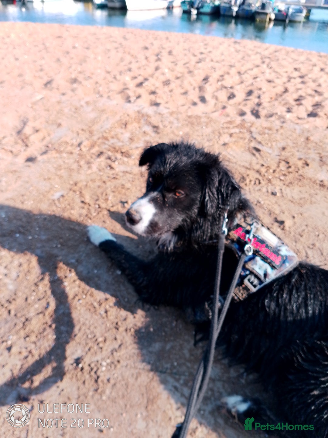 Mixed Breed dogs for sale: Dogs rehoming - Advert 4