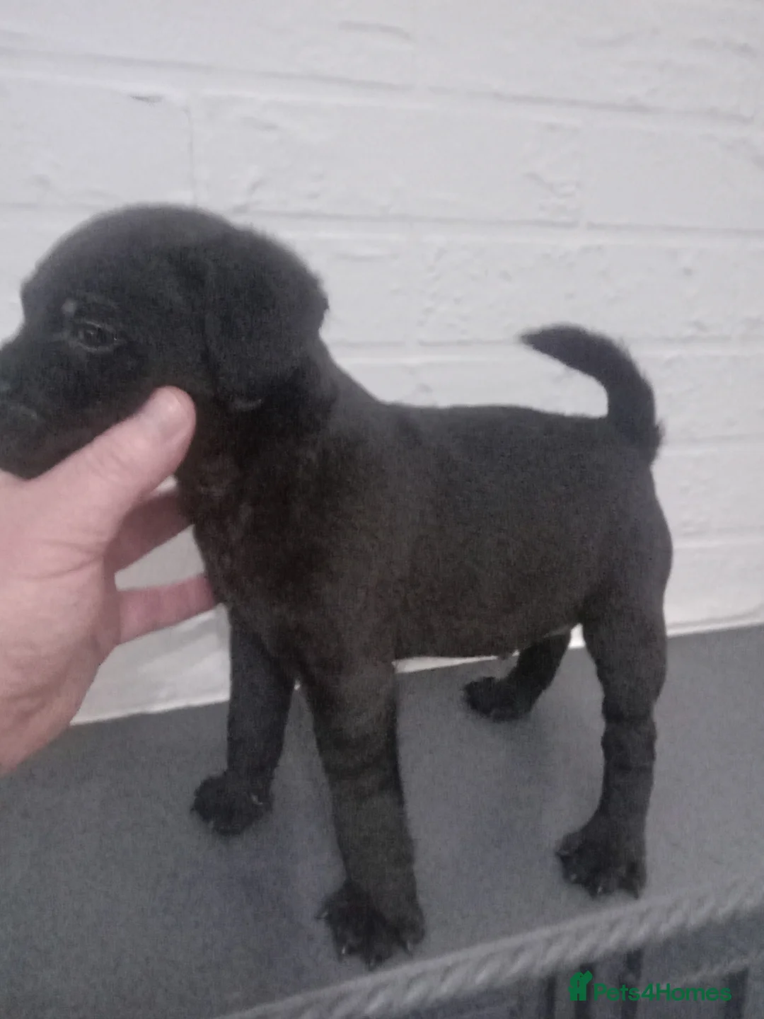 Patterdale Terrier dogs for sale: PATTERDALE PUPS FOR SALE READDY NOW  in Birkenhead - Advert 11