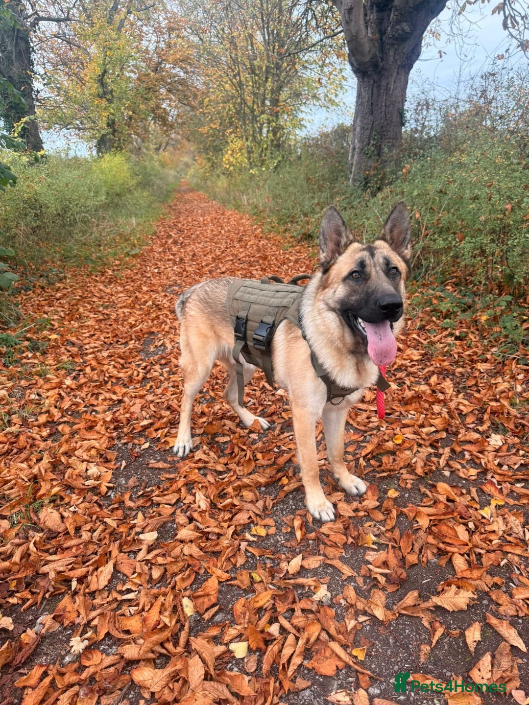 German Shepherd dogs for sale: German shepherd For Sale - Advert 6